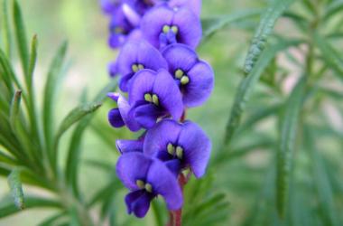 Image of Eurobodalla Regional Botanic Gardens