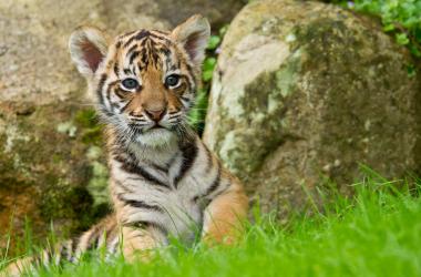 Image of Mogo Wildlife Park