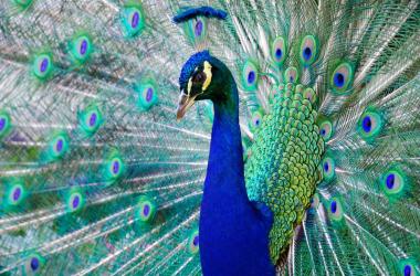 Image of Birdland Animal Park